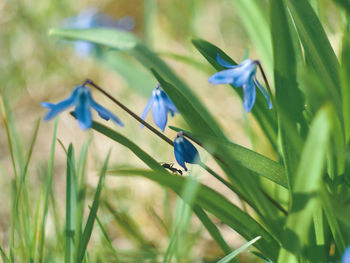 Close-up of blue flowering plants on field