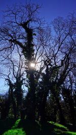 Low angle view of silhouette trees against sky