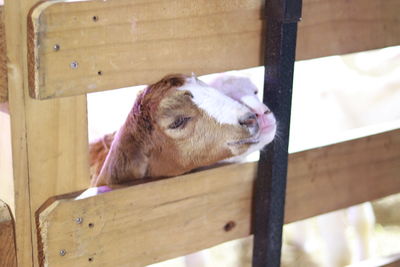 Close-up of a horse in pen