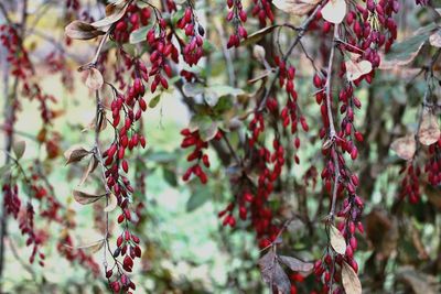 Close-up of red berries hanging on tree