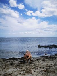 Dog on beach