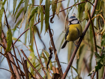 Close-up of bird perching on branch