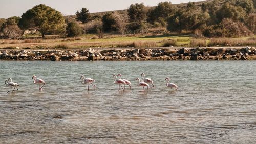 Birds in river