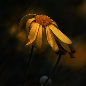 Close-up of wilted yellow flower during sunset