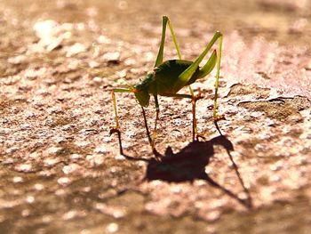 Close-up of insect on leaf