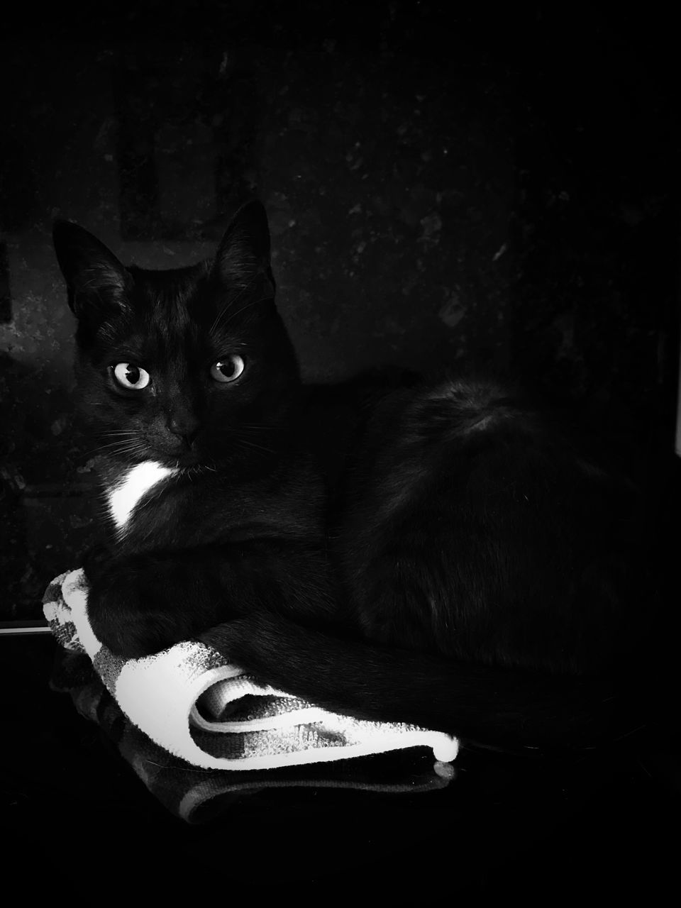 CLOSE-UP PORTRAIT OF A BLACK CAT