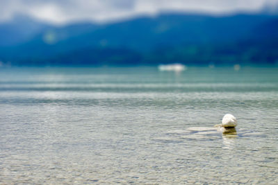 View of ducks floating on sea