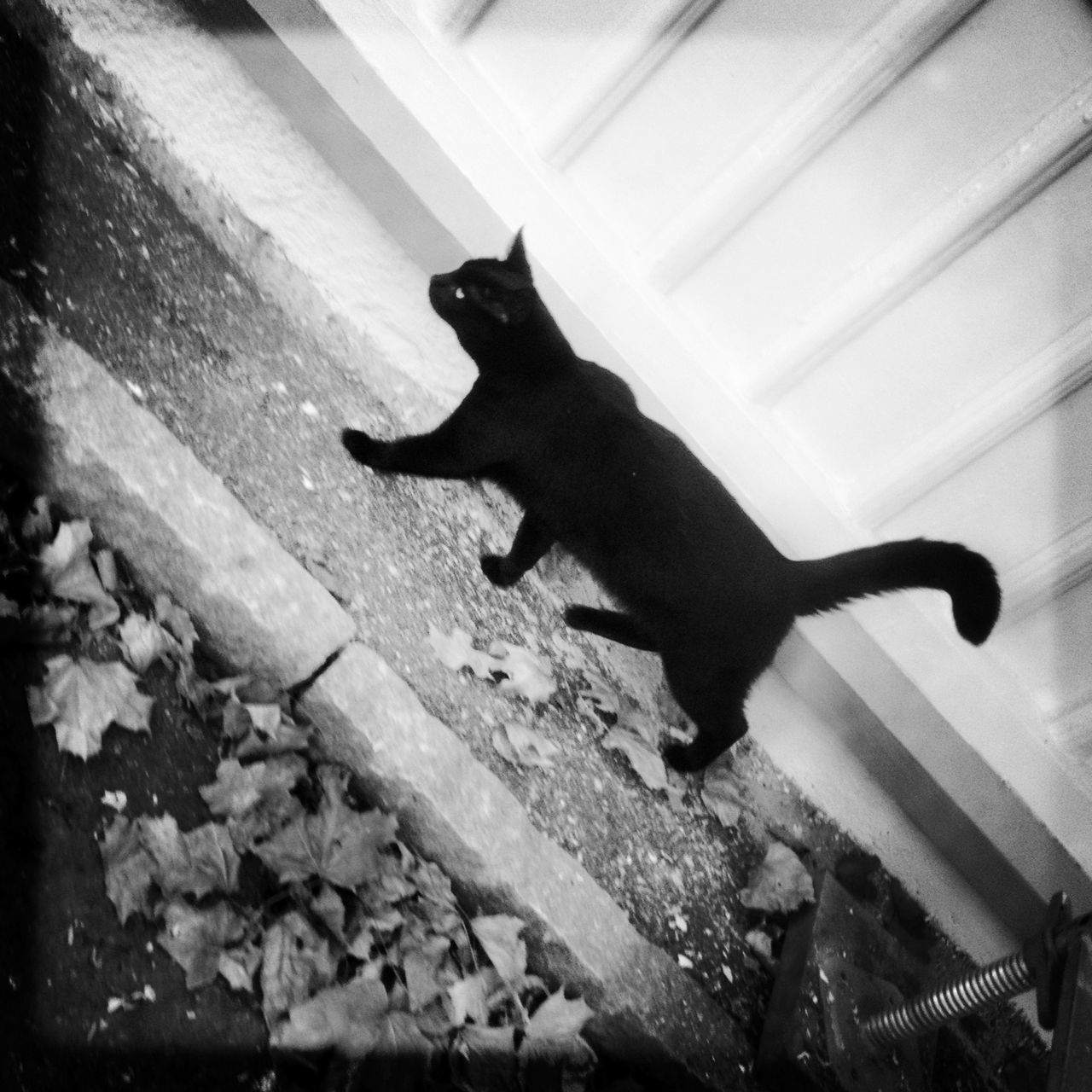 pets, one animal, domestic animals, animal themes, mammal, high angle view, dog, domestic cat, black color, cat, full length, sunlight, shadow, day, outdoors, sitting, silhouette, relaxation