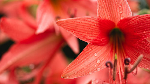 Close-up of wet red flower