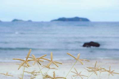 Close-up of plants on beach against sky