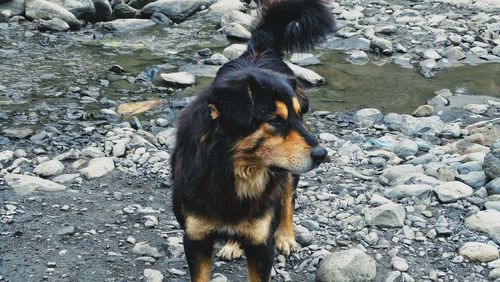 Close-up of dog standing on rock