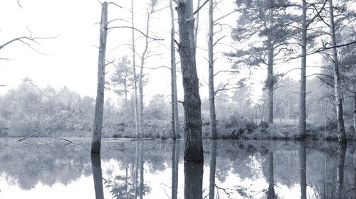 Reflection of bare trees in lake against sky