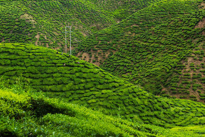 Scenic view of agricultural field