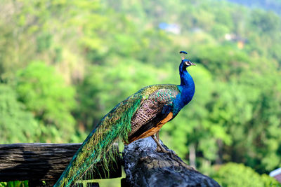Close-up of bird perching on tree