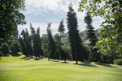 Trees on grassy landscape