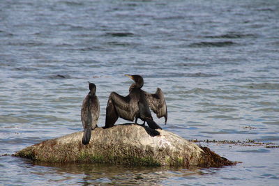 Birds on rock in sea