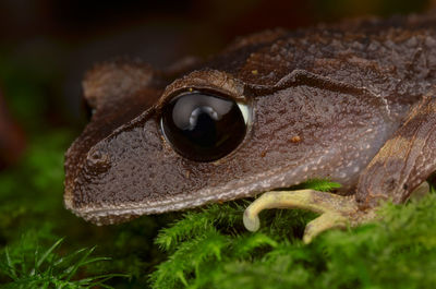 Close-up of lizard