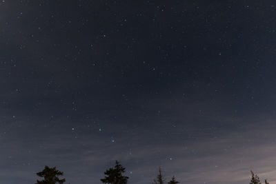 Low angle view of trees against star field at night