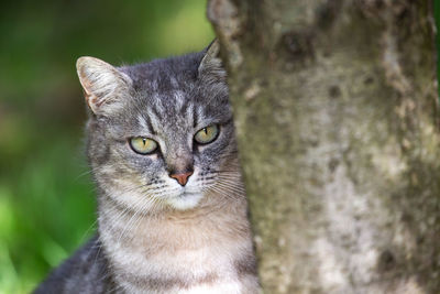 Cat portrait looking at camera behind a three