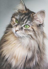 Close-up portrait of a cat