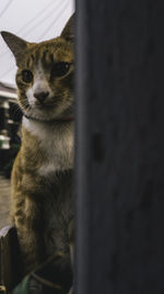 Close-up portrait of a cat