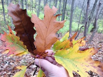 leaf