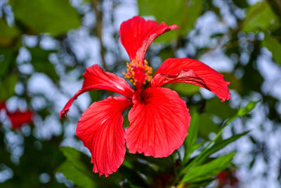 Close-up of red hibiscus flower