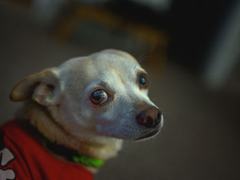 Close-up portrait of a dog