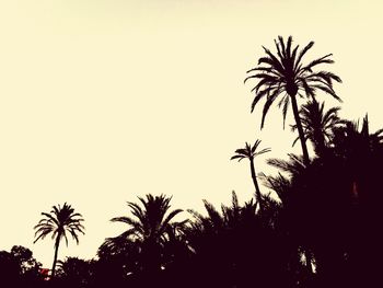 Low angle view of palm trees against clear sky