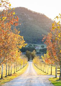 Road amidst trees against sky during autumn