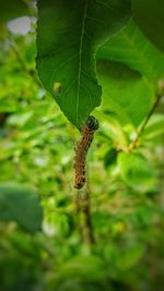 Close-up of insect on leaf