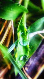 Close-up of leaves on water