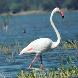 Close-up of swan in water