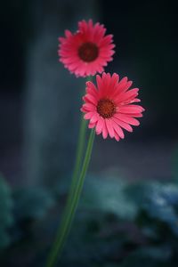 Close-up of white daisy flowers