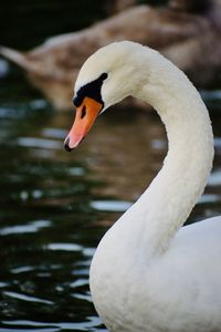 Portrait of a swan on lake ontario, at humber bay in etobicoke, near toronto, ontario, canada.