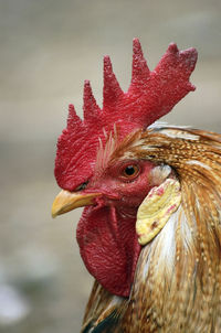 Close-up portrait of cockerel