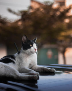 Cat looking away