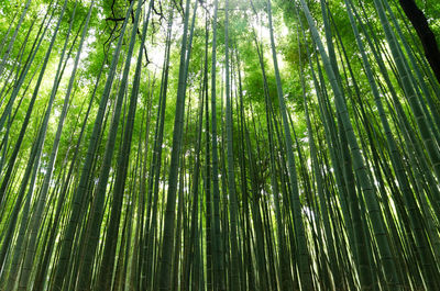 Low angle view of bamboo trees in forest