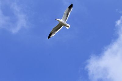 Low angle view of seagull flying in sky