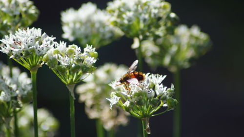 Close-up of bee on flower