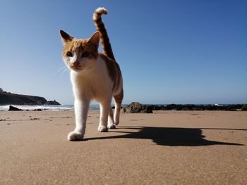 View of a cat on beach