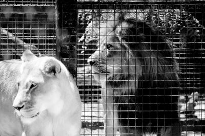 Close-up of dog in cage