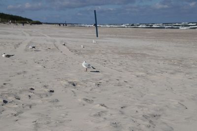 Seagulls on beach