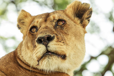 An african lioness up close