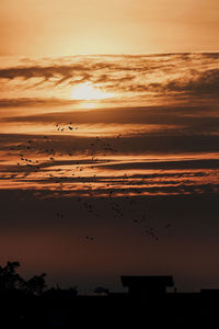 Silhouette birds flying in sky during sunset