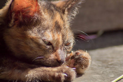 Close-up of cat sleeping