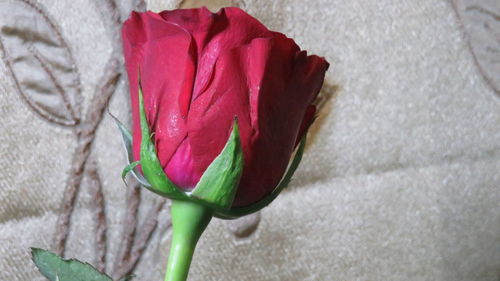 Close-up of red flower blooming outdoors