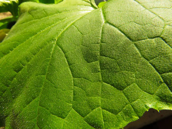 Close-up of fresh green leaf