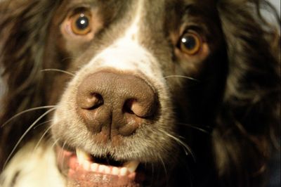 Close-up portrait of dog