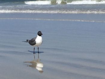 View of birds in water